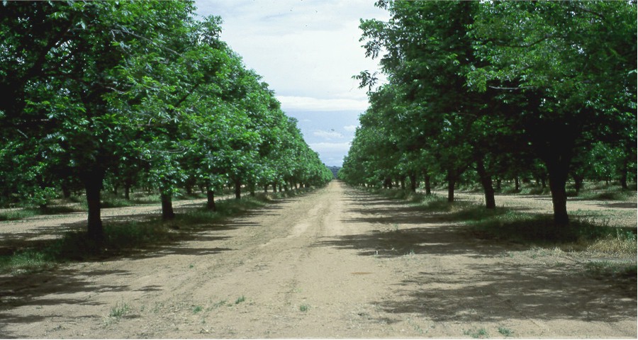 mainimage